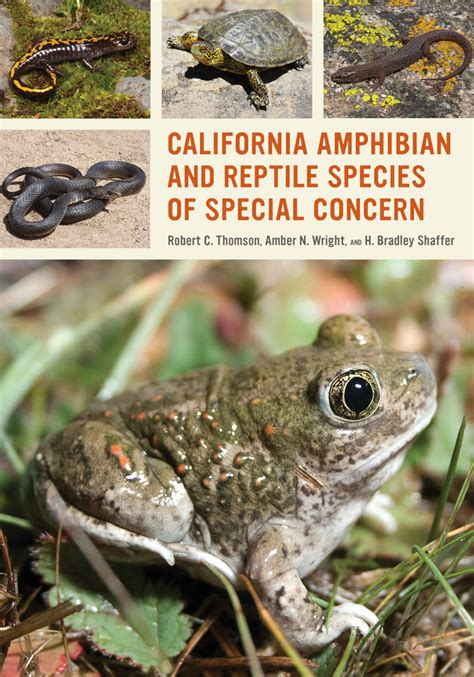 h 漫畫|List of California amphibian and reptile Species of Special .